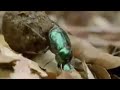 Dung beetles race to food - Wild South America - BBC