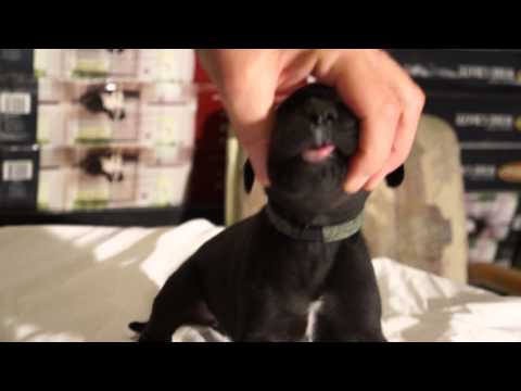 BLACK FEMALE GREAT DANE