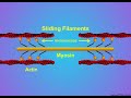 A more detailed view of actin-myosin crosslinking