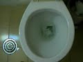 Counter-Clockwise Toilet Flush in South America