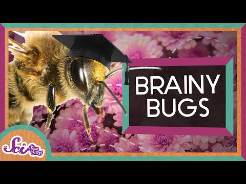 Bugs Aren’t Brainless!