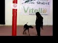 vitello dog\