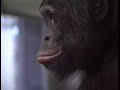 Chimp plays pacman