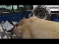 Global warming melting polar bear habitat - BBC wildlife