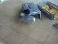 videos de Epic rabbit battle 1 vs 2