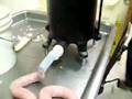 Making sausage and cracklin