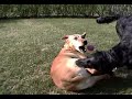 Attika and Jodie