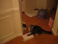 Milo chases an insect