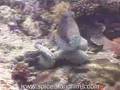Octopus-Hunting-Bali