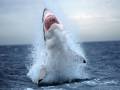Wait and See , Happy B~day Sharkie !!