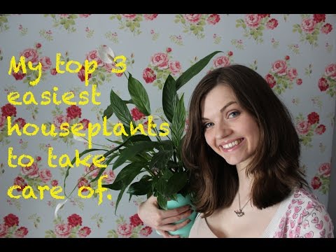 how to care indoor plants