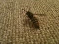 Wasp attack