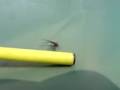 Drole D araignée Très Combative :d