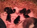 Gull River Kennel Newborns Gull River Kennel Newborns