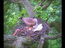 Red Kite Nestwatch 2007 (Clip 6)