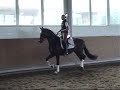 www.HWfarm.com presents Solitaire HW - a stunning boy