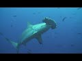 Hammerhead of Cocos Island Costa Rica