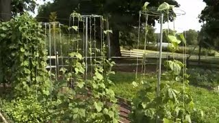 Bean & Pea Tower