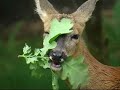 My Deer Friends