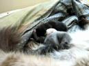 Kitten Fight Club part one Kitten Fight Club part one