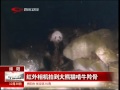 野生大熊猫吃肉