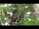 Python Gibbon Varan Orang outan Reptile Gecko Macaque