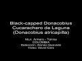 identificaci�n: 22cm. esbelto, cola larga. ojos amarillo brillante. coronilla y lados de la cabeza negro gradado a caf� chocolate oscuro en resto de partes superiores; parche blanco en base de primarias (conspicuo en vuelo); amplios �pices blancos en las rectrices; rabadilla y todas las panes inferiores ante cremoso; usualm. finam. barrado en los lados; parche naranja desnudo oculto en lados del cuello. especies similares: en n colombia v. cucarachero chupahuevos (2); inconfundible en amazonia. voz: extenso repertorio; llamadas m�s comu�nes incluyen un fuerte poip-poip-poip-poip...; yiiiah �spero a menudo doble y sil�bidos descendentes ziiiooo-ziiioo (jv remsen). tambi�n duelos (ver abajo). comportamiento: solitario o en parejas; ruido�so y conspicuo, usualm. se posa en percha expuestas en pastos anegados o en arbustos bajos cerca de agua. en despliegue las pa�rejas se posan juntas o uno un poco arriba del otro, cabeceando y moviendo las colas parcialm. abiertas de un lado a otro asincr�nicam. y llamando antifonalm., el 1ro. un yiiir �spero y el 2do. un cui�a musical. reproducci�n: 2 cr, jul-ago, n colombia (carriker); en amazonas, 2 nidos en jul (hilty); 1 en ago (jv remsen); nidos en venezuela may-jun; taza profunda y volu�minosa en pasto alto cerca o sobre agua; 3 huevos densam. moteados de caf� rojizo (skutch 1968). estatus y habitat: localm. com�n en vegetaci�n de pantano y pastos altos alrededor de estanques, lagos y r�os o potreros anegados. distribuci�n: hasta  ... 
