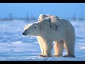 Baby Animals!!!!!!! Baby Animals!!!!!!!