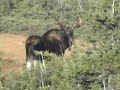 Cape Breton Moose Hunt Cape Breton Moose Hunt