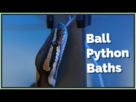 YouTube reptile video