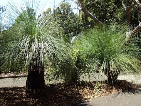 how to replant grass trees