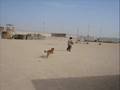 A tribute to MWD Mike who died in Iraq June 23. 2008. U will never be forgotten. RIP