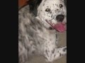 in loving memory of my puppy