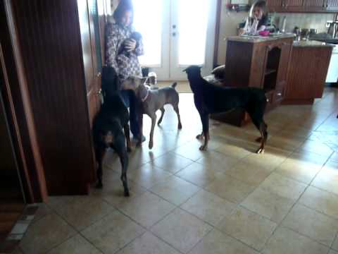 doberman attaque