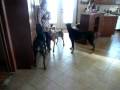 Rencontre de trois doberman !