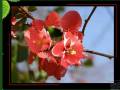 videos de ALBERI IN FIORE  (Flowering Trees)
