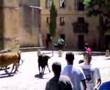 Encierro vacas Laguardia, Rioja Alavesa