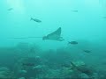 Requins et raies sur l\
