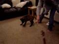 Bullmastiff video