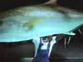 Comercials - Aquarium Leak