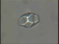 Protein crystal in optical tweezers