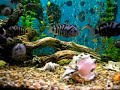 CONVICTS ZEBRA CICHLIDS HOME BRED TROPICAL FISH