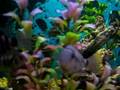CONVICTS ZEBRA CICHLIDS HOME BRED TROPICAL FISH