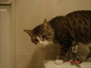 txingu cat