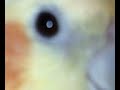 Super bird beek Super bird beek