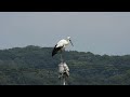 鳴門コウノトリ 2026/08/14 撮影 成長記録 徳島県鳴門市