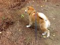 柴犬動画