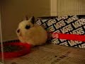 Cutest Baby Bunny EVER! SO cute I can\