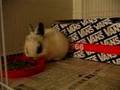 Cutest Baby Bunny EVER! SO cute I can t stand it 