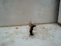 Spider.wmv